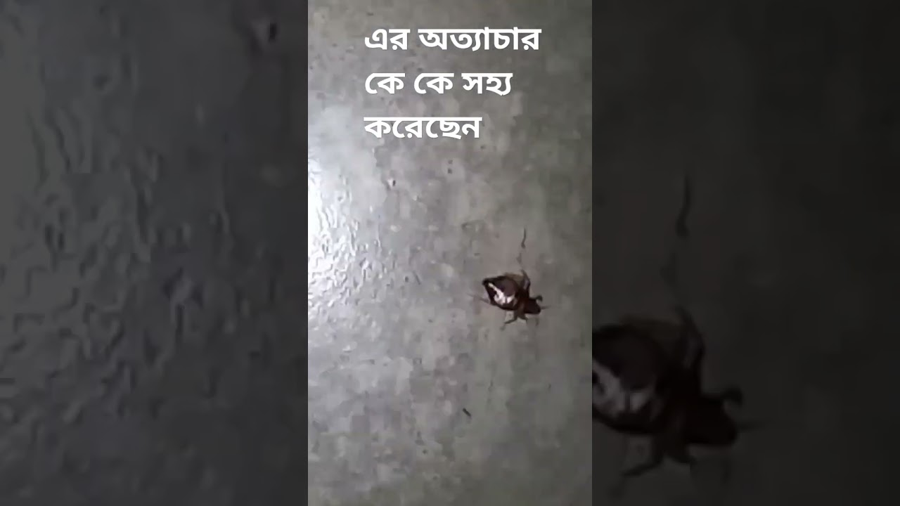 Char poka #viralvideo #shortsvideo