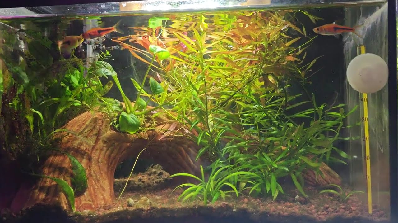 A tiny underwater home for three Espei rasboras