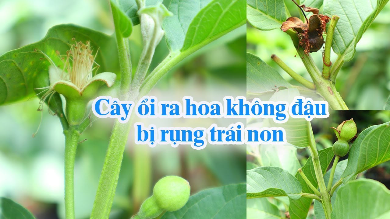 Tại Sao Cây Ổi Không Ra Hoa, Hoa Không Đậu, Rụng Trái Non?