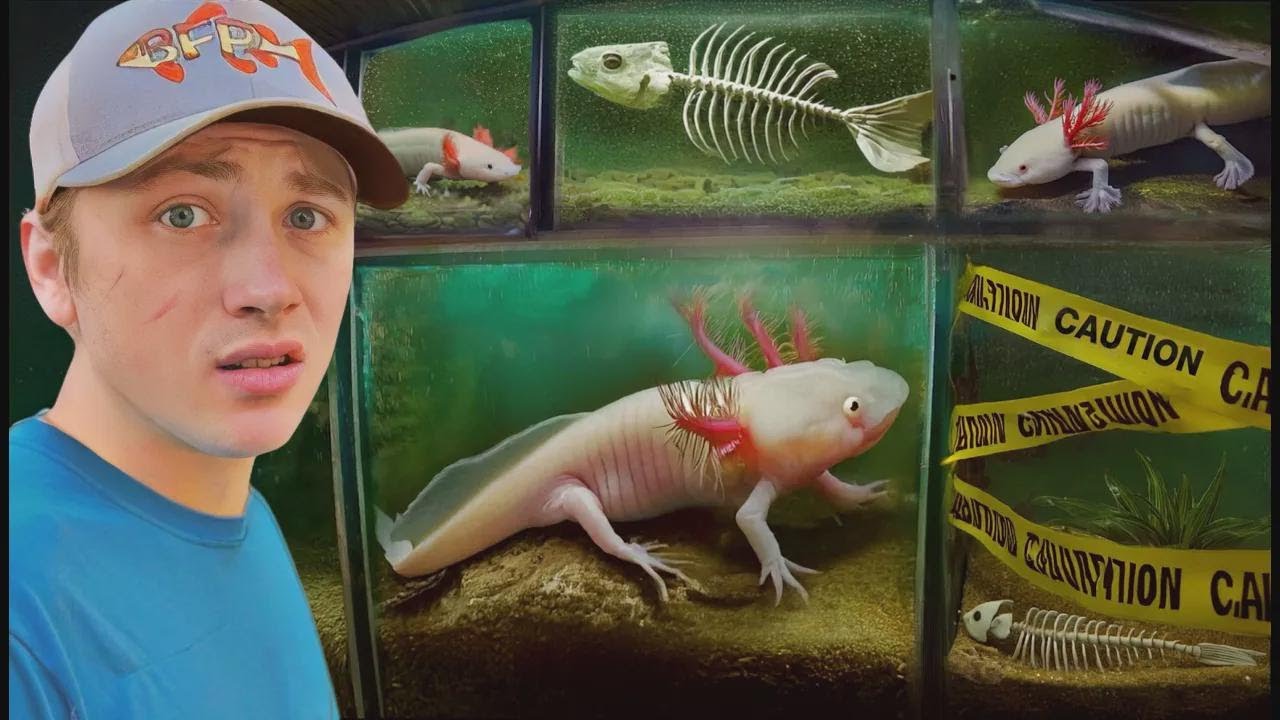 Ho scoperto un allevamento di axolotl abbandonato