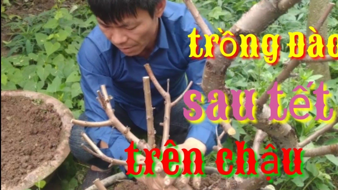 cách trồng và chăm sóc đào trên chậu, cách trồng đào trên chậu sau tết- cách chăm sóc đào