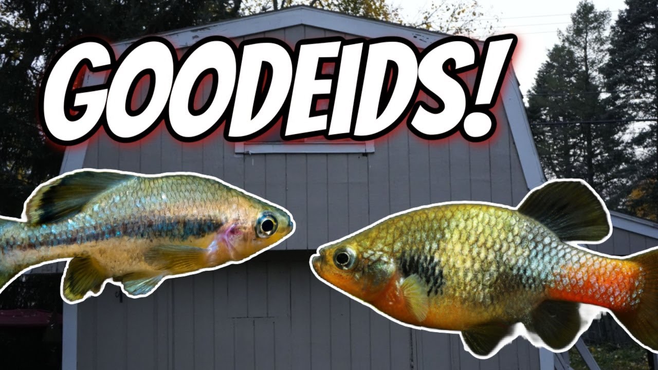 All My Goodeids!  A Story of Endangered Fish!