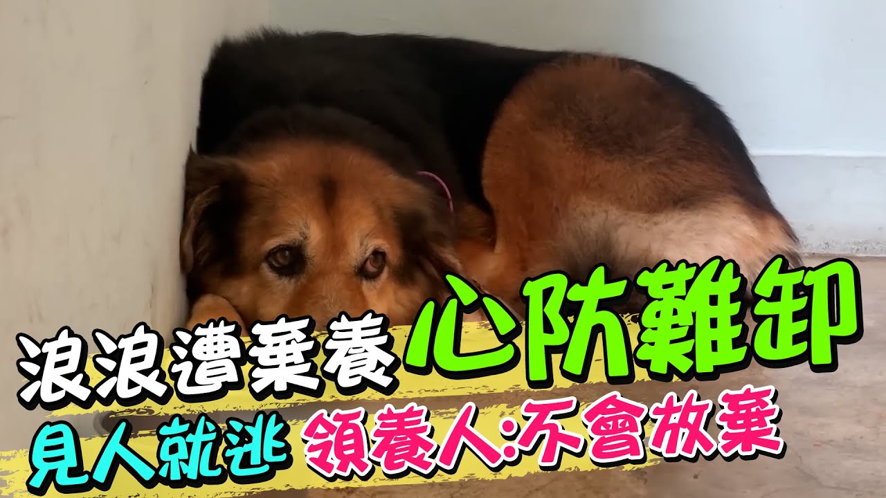 浪浪被棄十年無法卸下心防 見人就逃 領養人:我不會放棄｜天編推播@中天新聞CtiNews