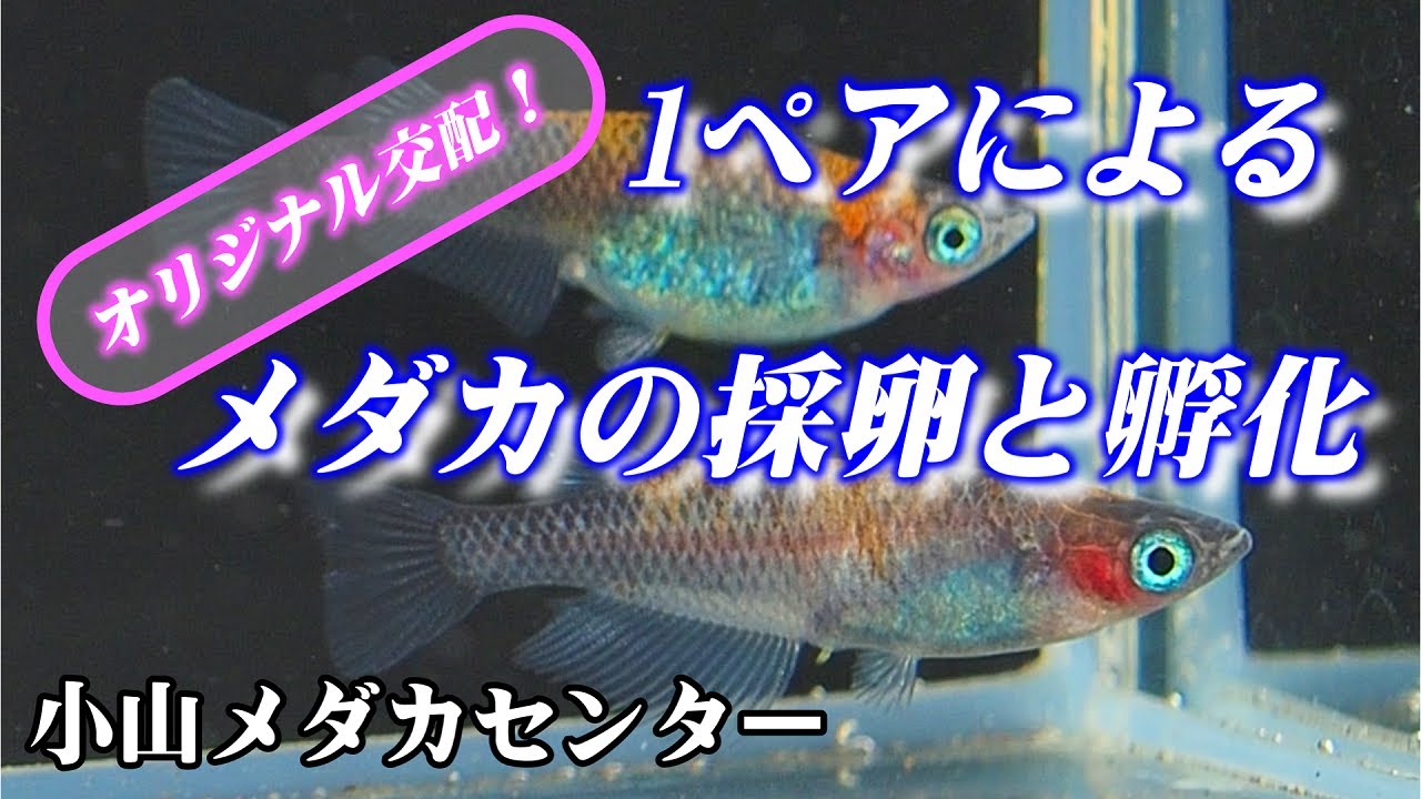 【メダカ繁殖】1ペアによるメダカの採卵と孵化