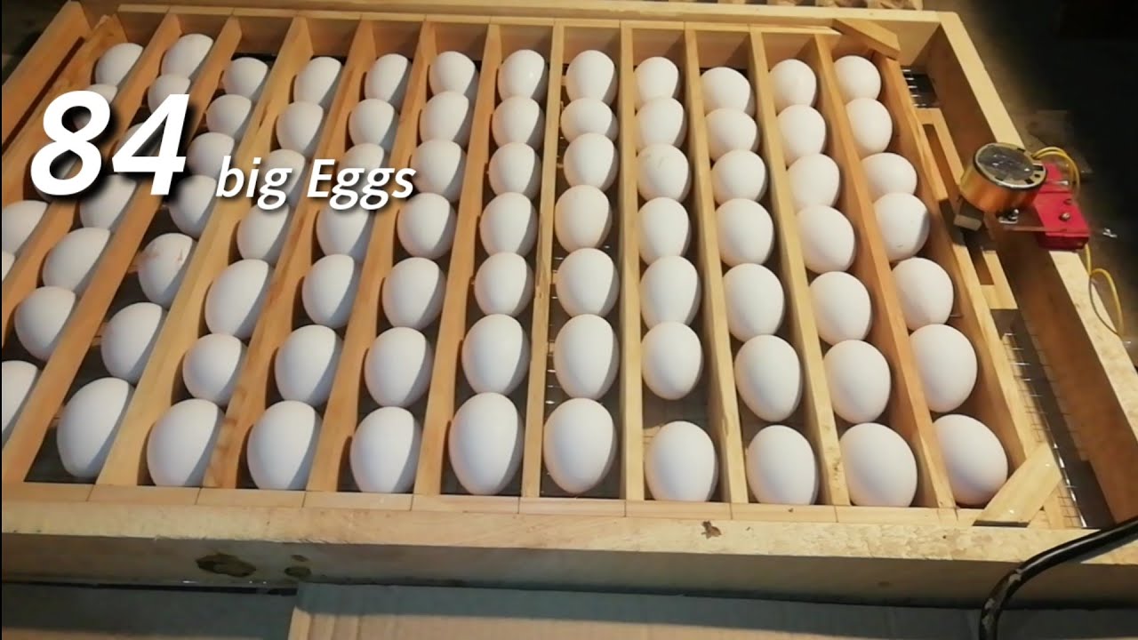 incubator Eggs tray motor testing with 84 eggs diy wood tray