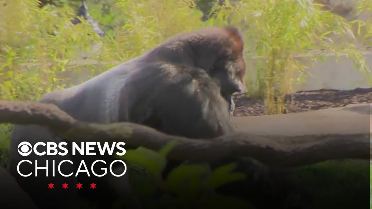 What's new at Brookfield Zoo Chicago