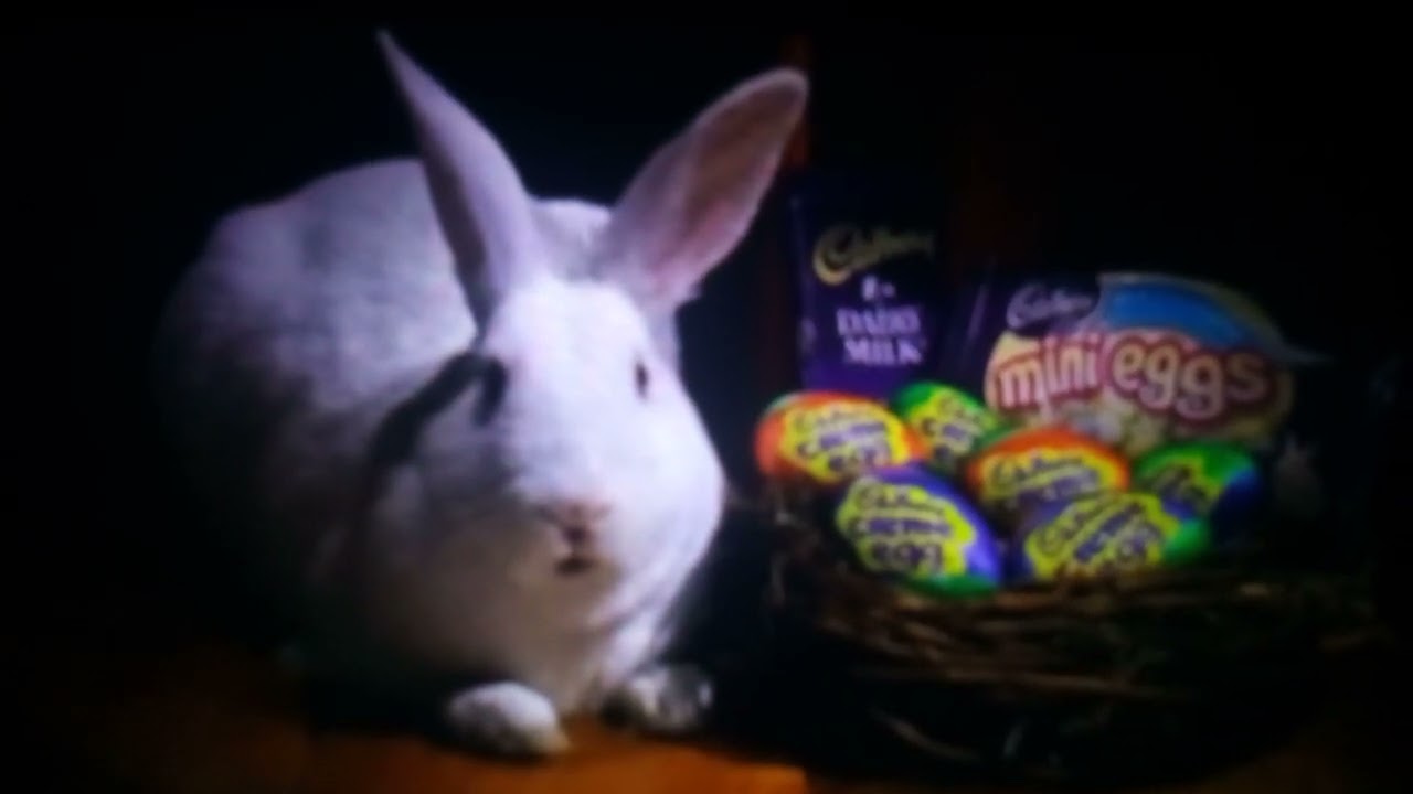 WH1TE BUNNY "RABB1T" (STOLEN) -by a older 🇪🇬(PA1SA) from our (BACKYARD) 1n the day ? 1 was 2 late !🖕