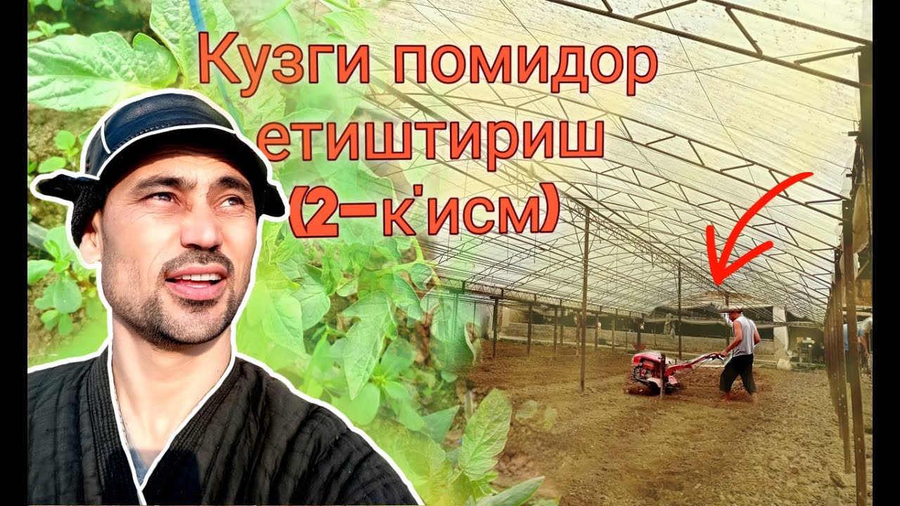 Кузги помидор етиштириш (2-қисм)