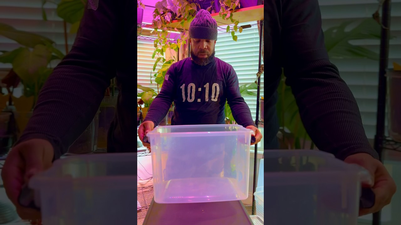 ❗️How to make a miniature space saving greenhouse that will hold 12 plants #gardenhacks #diy #plants