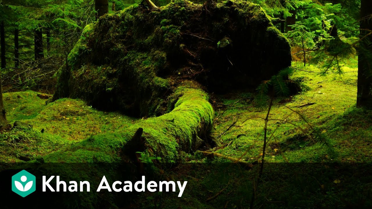 Liverworts and Mosses | Plant Kingdom | Biology | Khan Academy