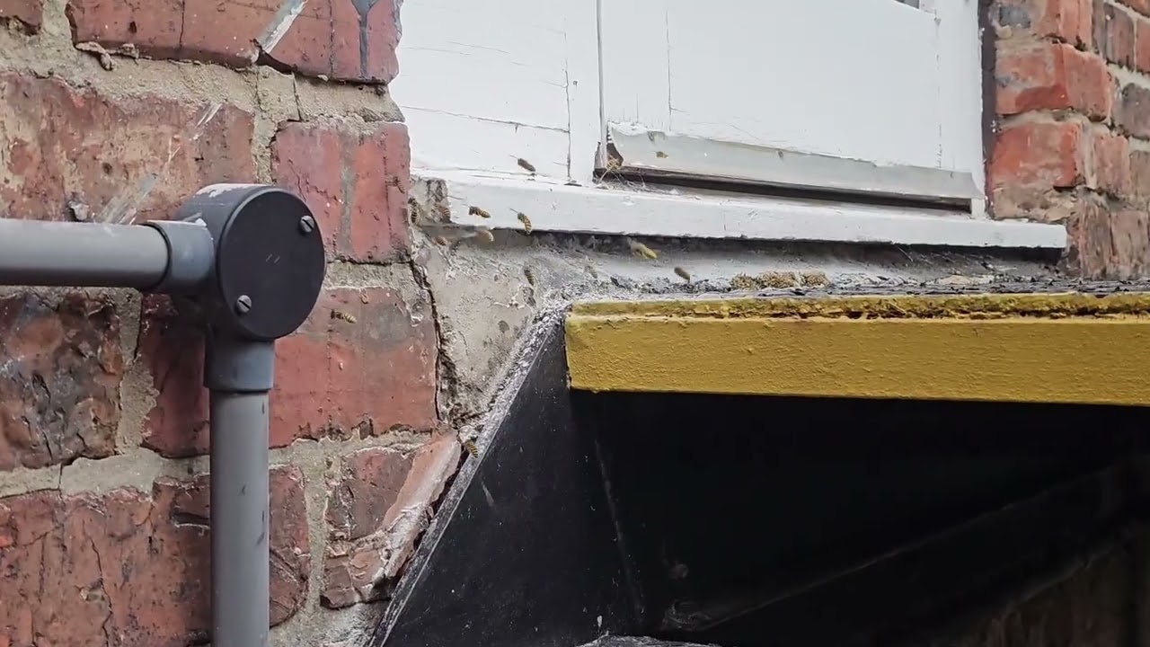 Wasp Nest Removal Burnley, Lancashire - Atlas Environmental Services Ltd 01282 777549