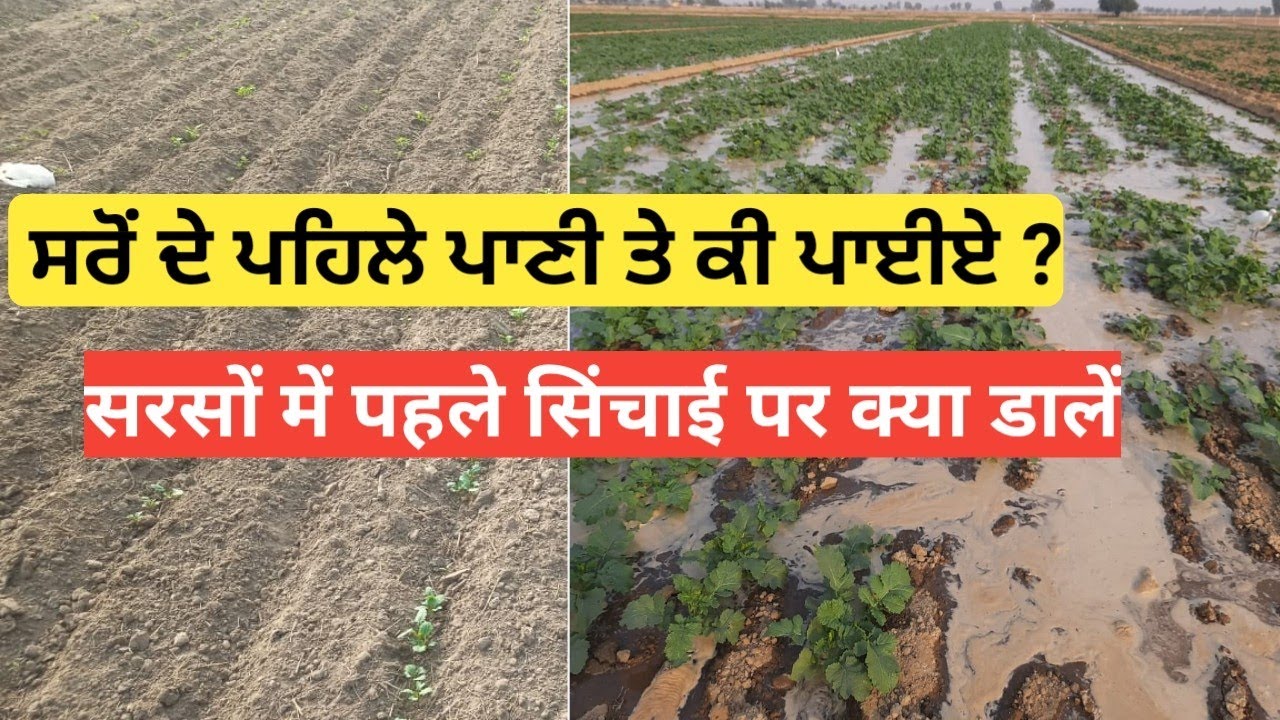Sarso first Irrigation Management