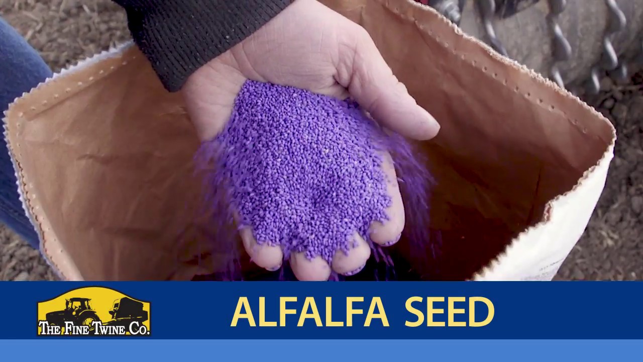 Alfalfa Seed — The Fine Twine Co.