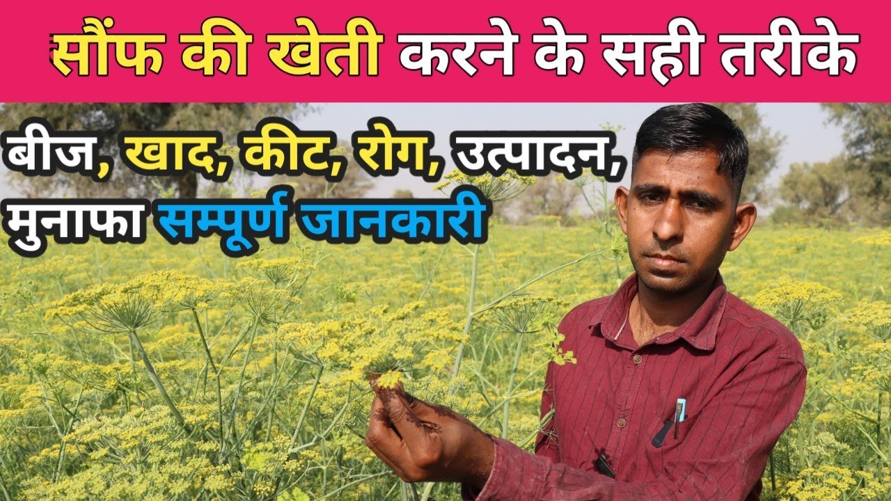 सौंफ की खेती कैसे करे और कब करे फसल मे क्या डाले की उत्पादन दुगुना बढ़ जाए !! Fennel farming !! 
