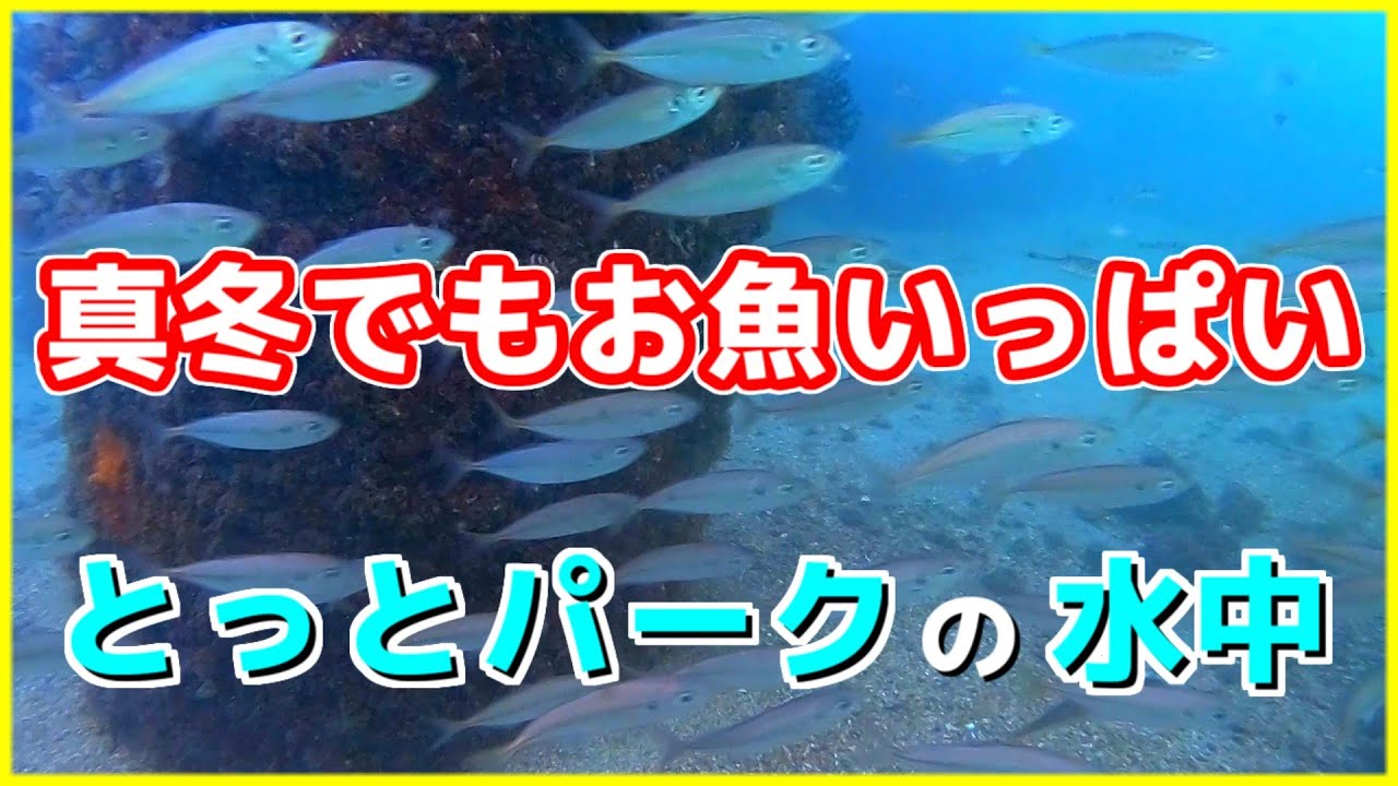【真冬でもお魚いっぱい！】大阪の海釣り公園「とっとパーク小島」冬の水中映像  No.323