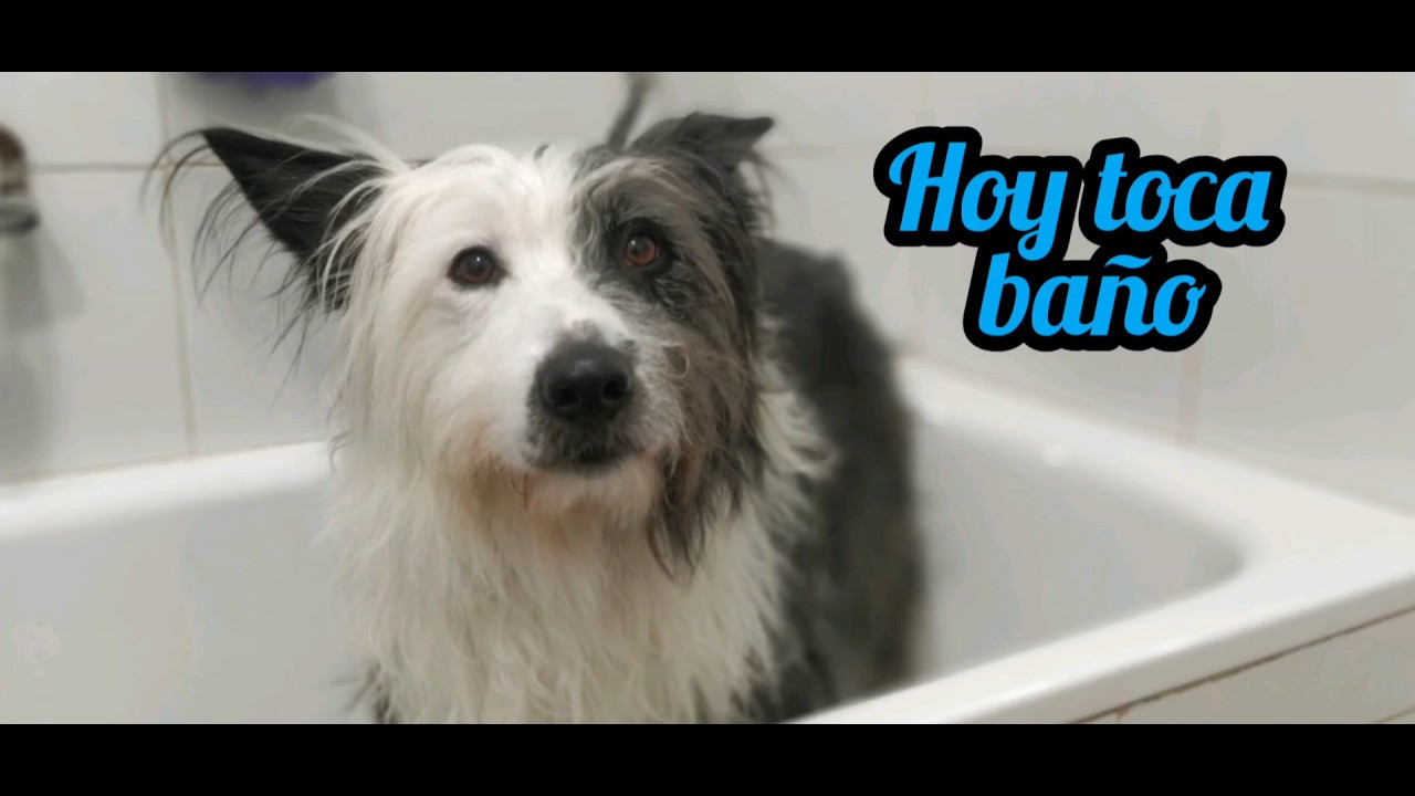 Como bañar a mi perro de pelo largo🐶🚿 Peluquería Canina ✂️