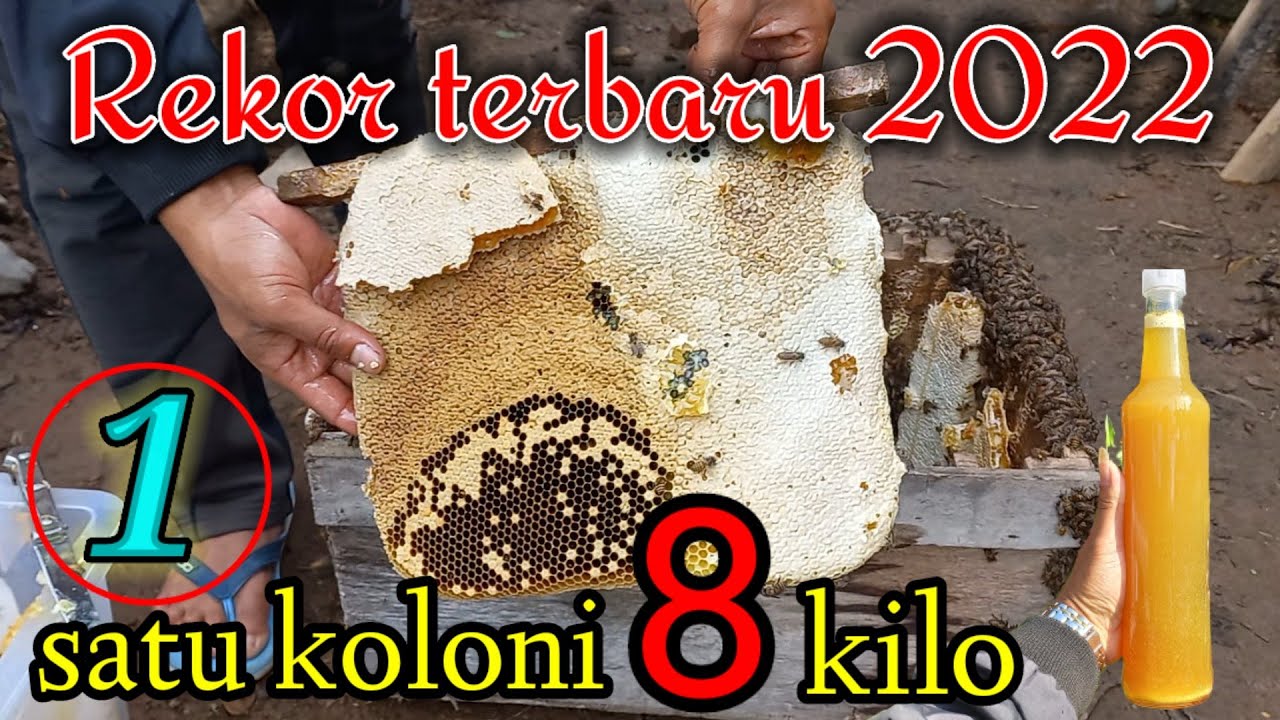 panen madu apis cerana, tawon unduhan madunya super. #lebah #bee #apiscerana