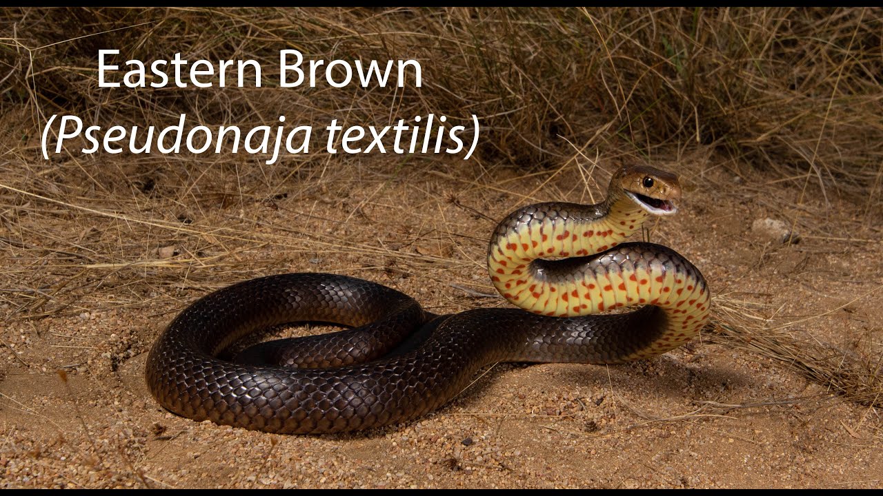 Eastern Brown (Pseudonaja textilis)
