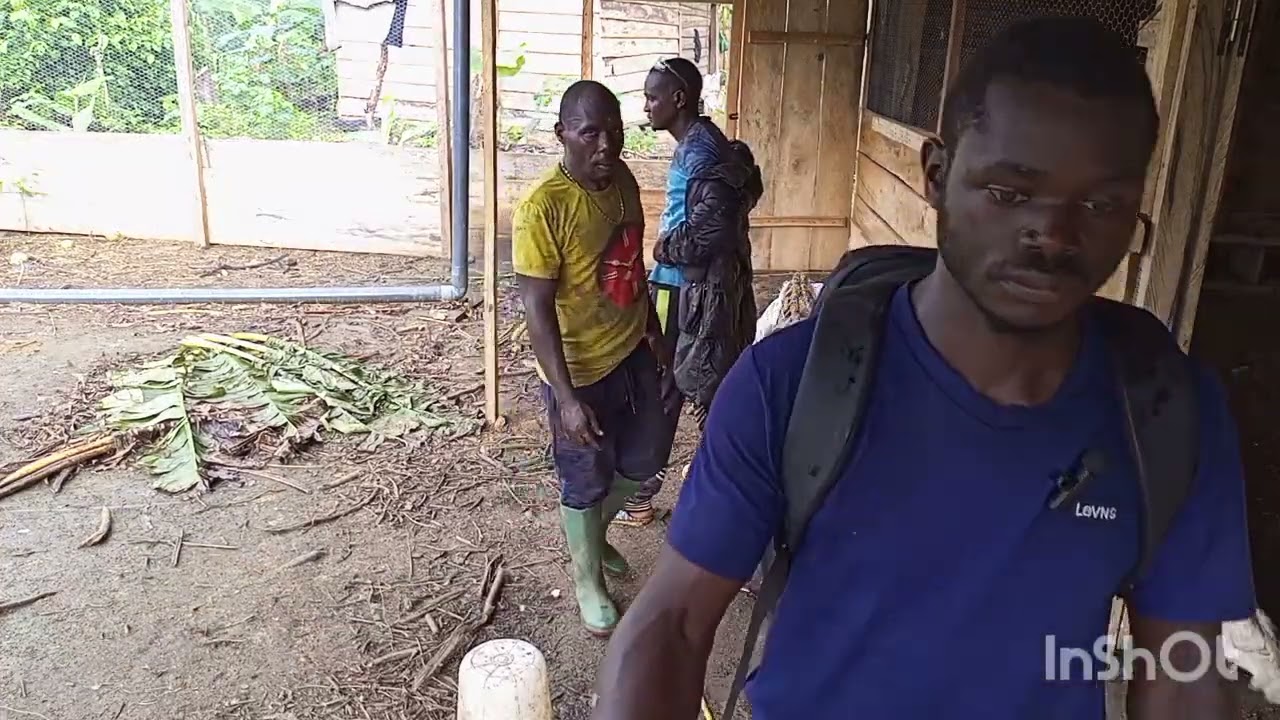 élevage de canards : suite de notre ferme à Edéa