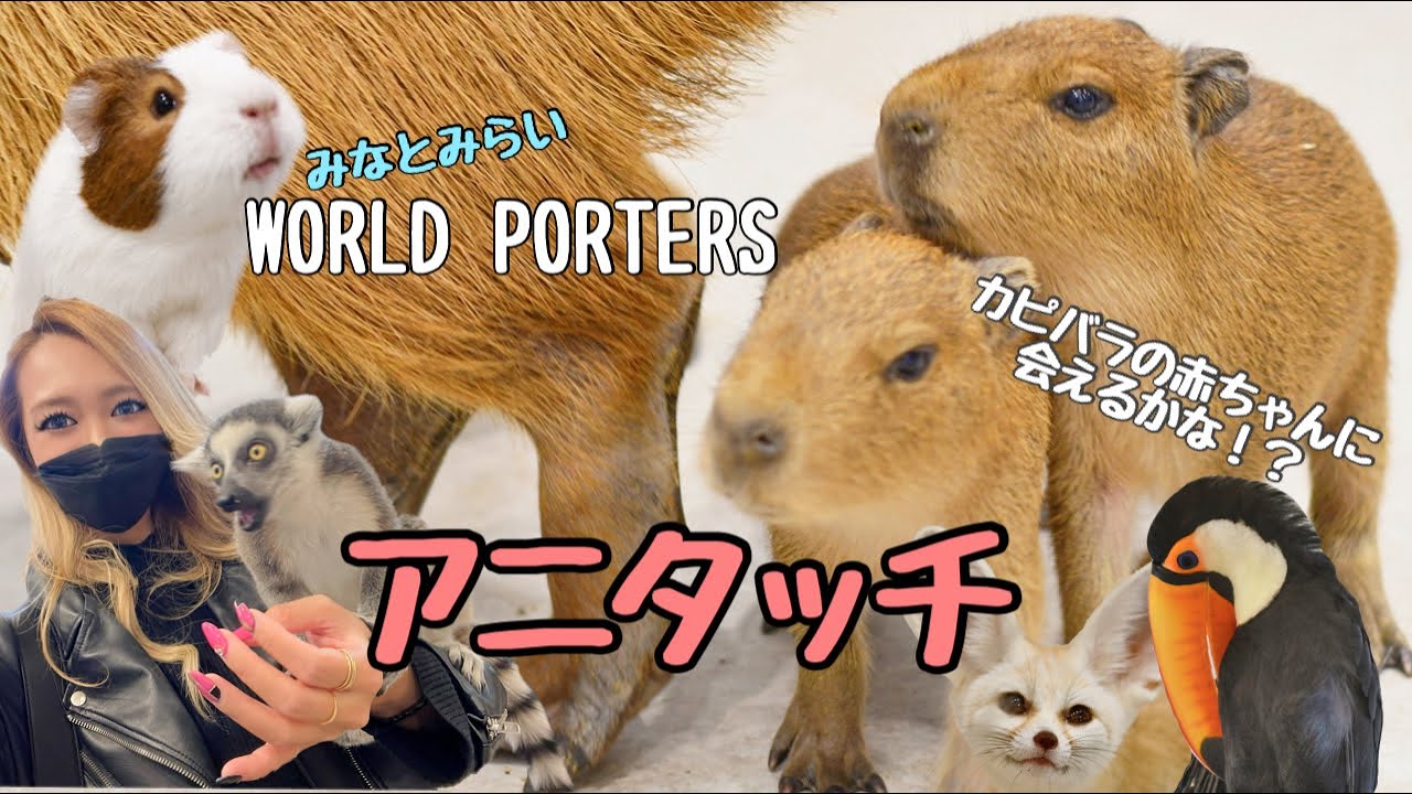 ふれあい動物施設 みなとみらいアニタッチにぼっち参戦