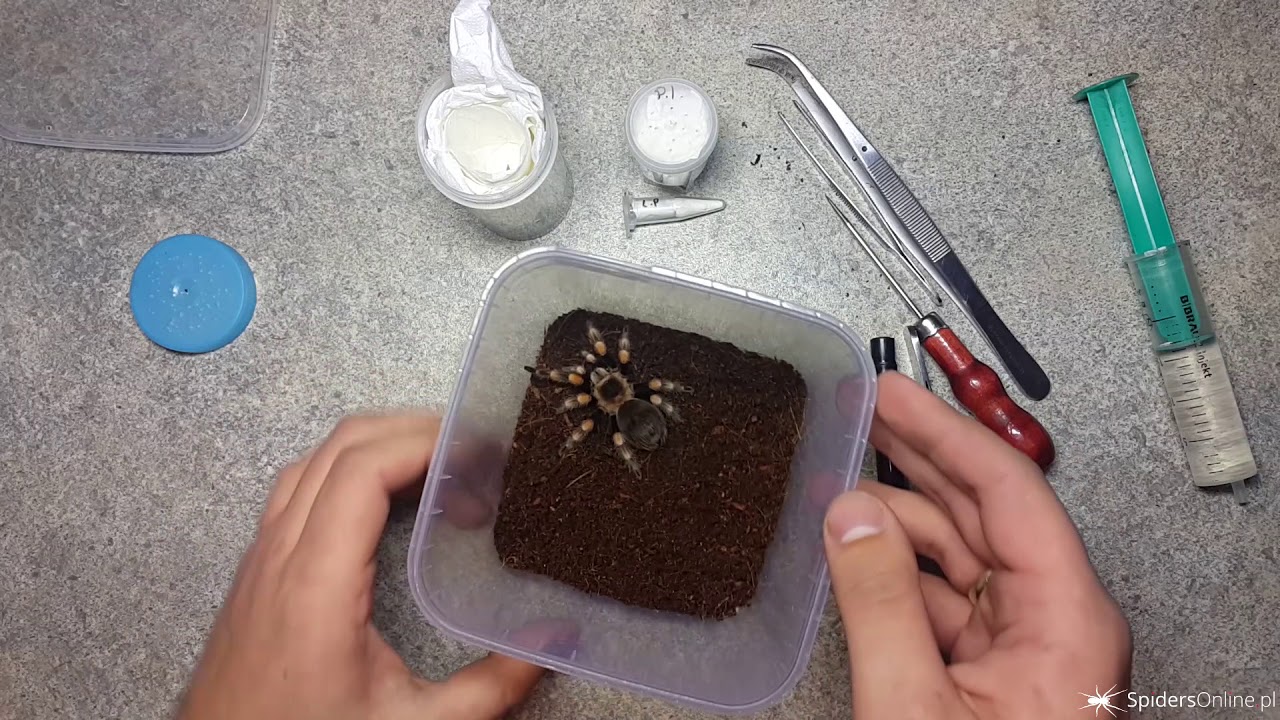 Wysyłka zimą! Jak zapakować ptasznika, praca na hodowli #3 - spidersonline.pl
