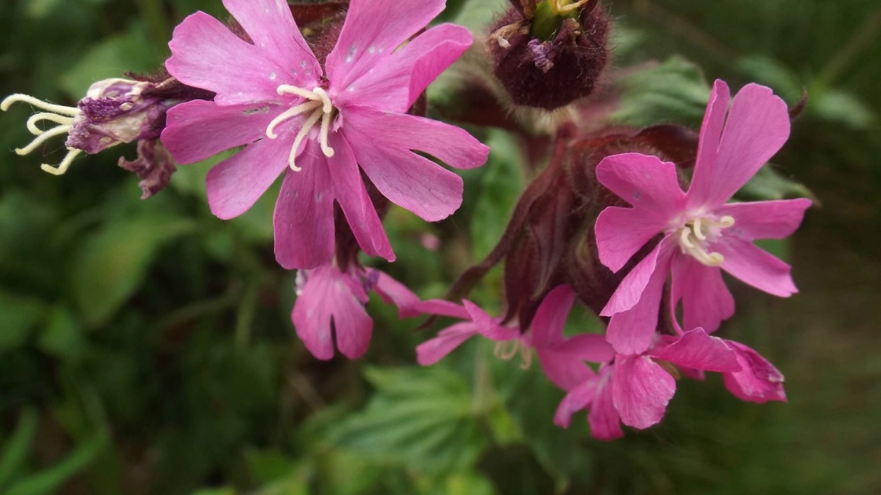 Red Campion