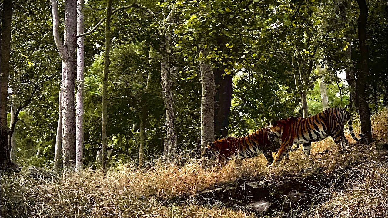Pench National Park I  Spotted 6 tigers in a single safari I Turia Gate I Taj Safaris I Baghvan