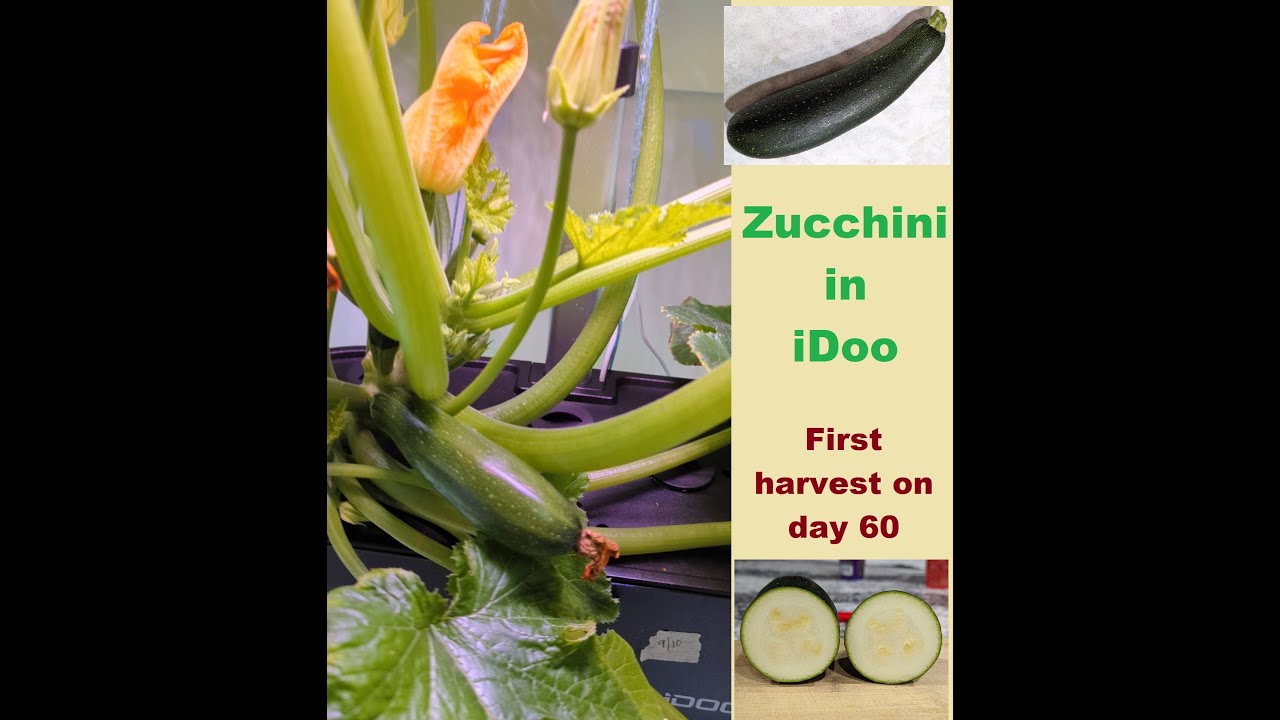 Grow Zucchini in iDoo hydroponic system