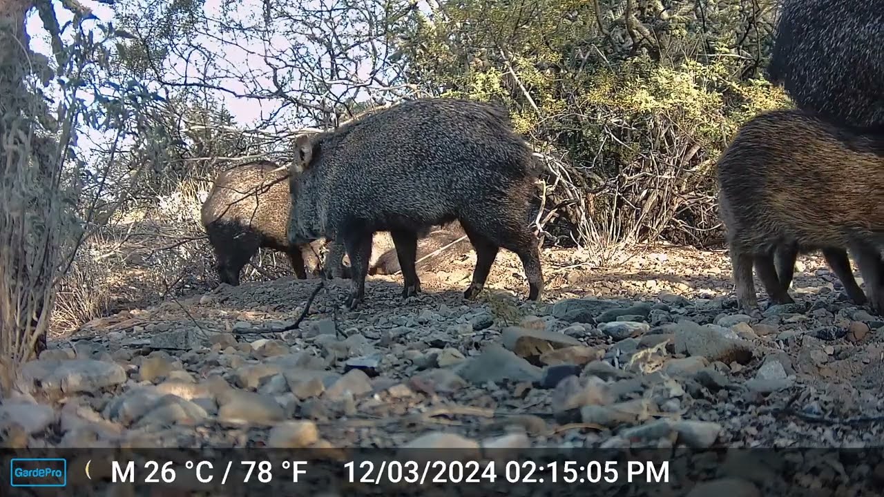 Javelina Trail Camera Episode 6 // Everyone's Grouchy pt.2