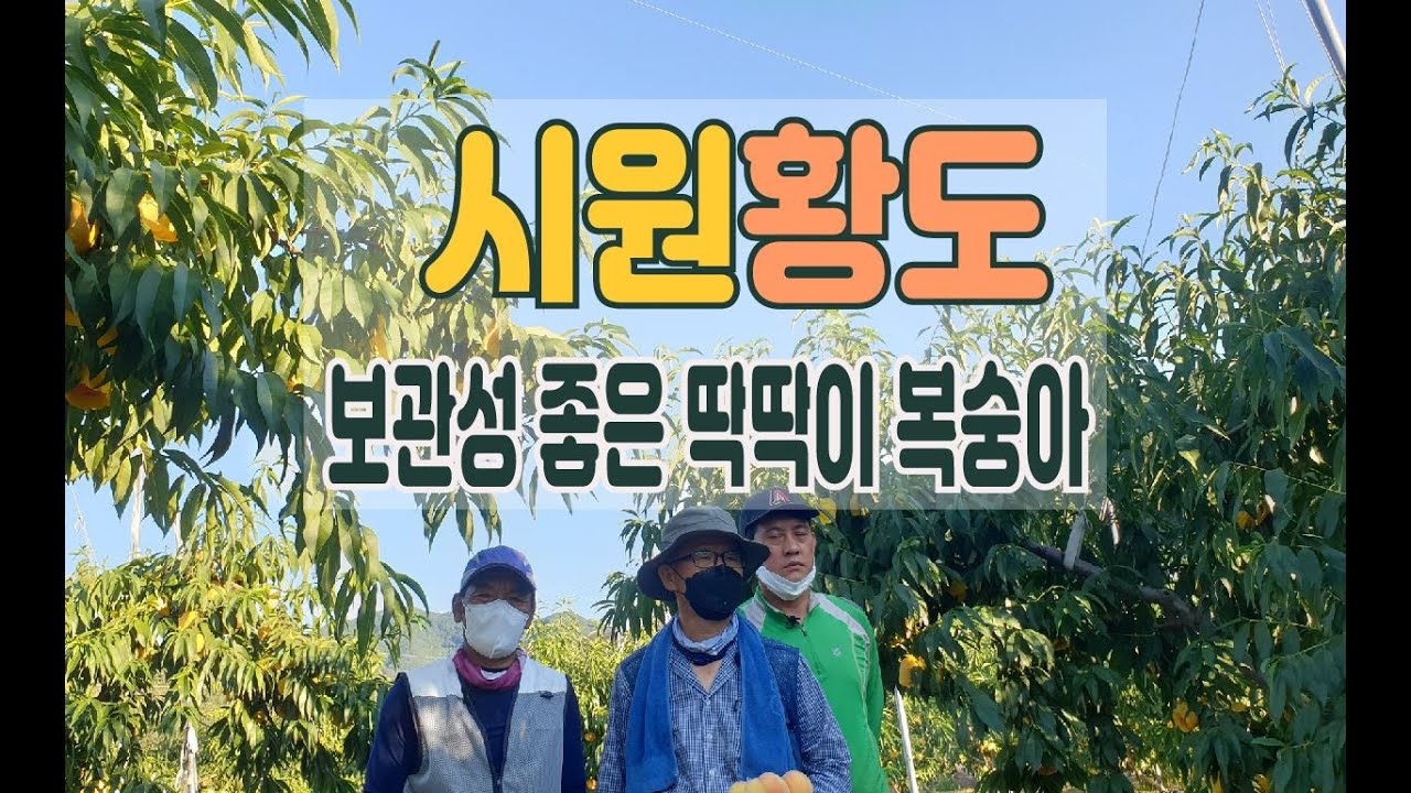 강력 추천하고픈 복숭아 -시원황도 - 당도 식감 보관성이 우수한 딱딱이 복숭아를 시원하게 소개한 영상