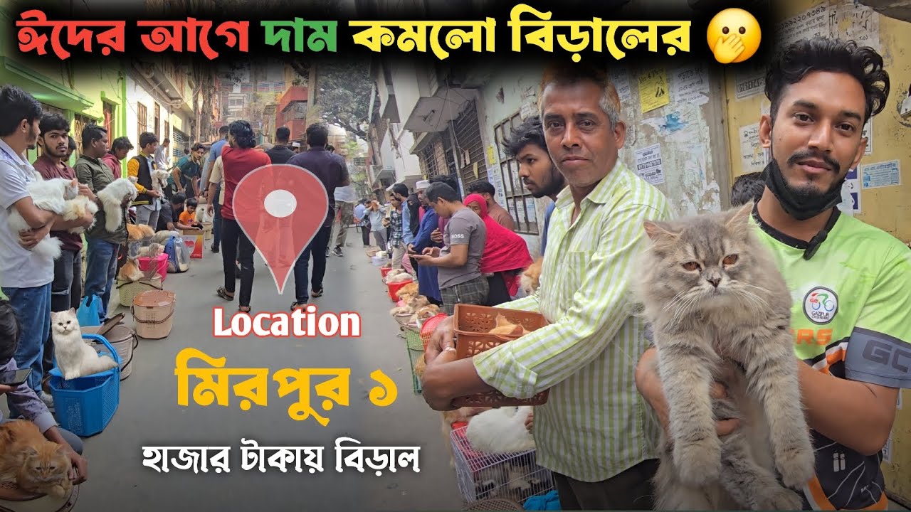 মিরপুর হাট আজ ক্রেতা শূন্য | Mirpur '1 Cat Market Dhaka | Cat Price in Bangladesh 