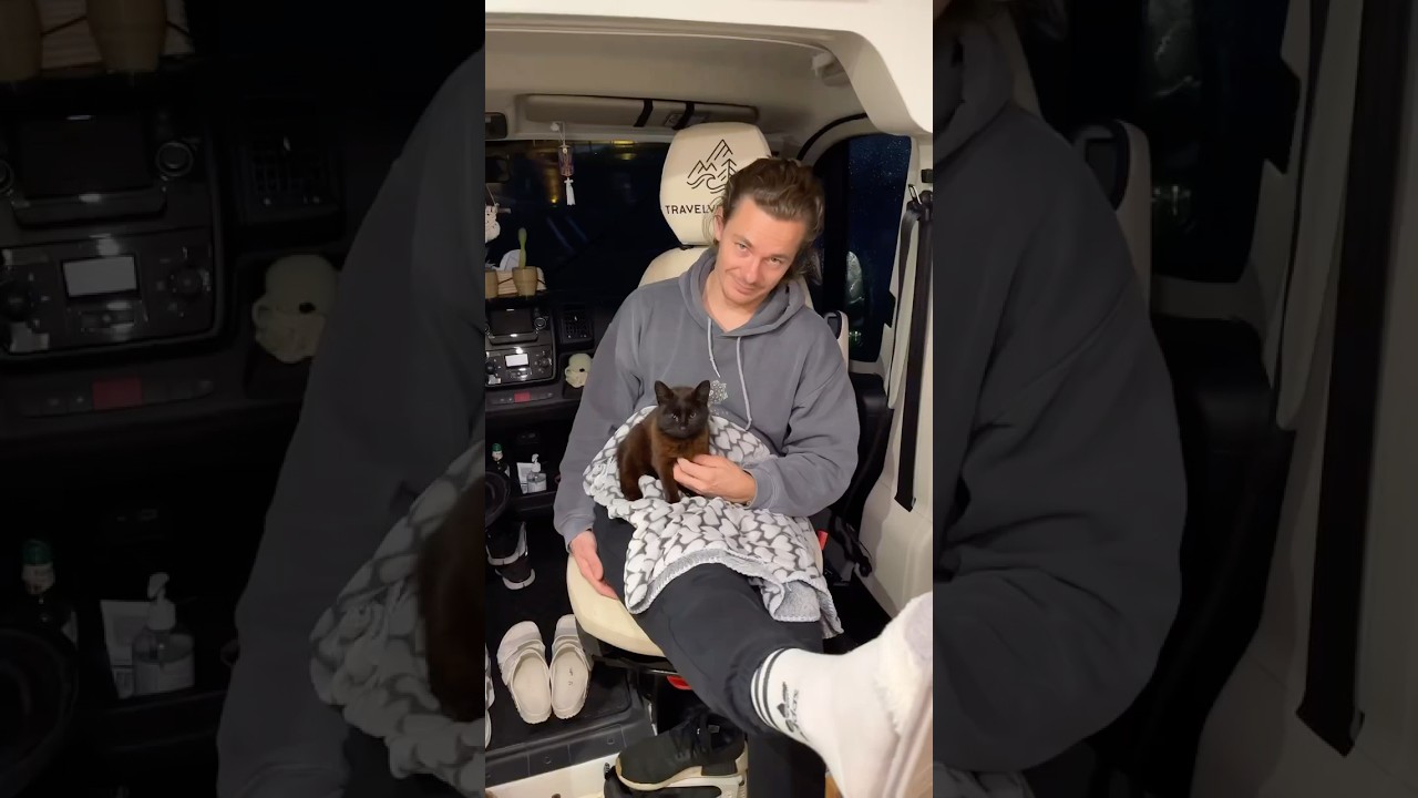 Ausgesetzte Katze im Wald gefunden 🐈&zwj;⬛😭 #katze #adoptdontshop #tierschutz