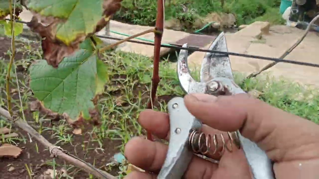 Pruning Pembuahan Anggur Jupiter Sistem Trelis #1