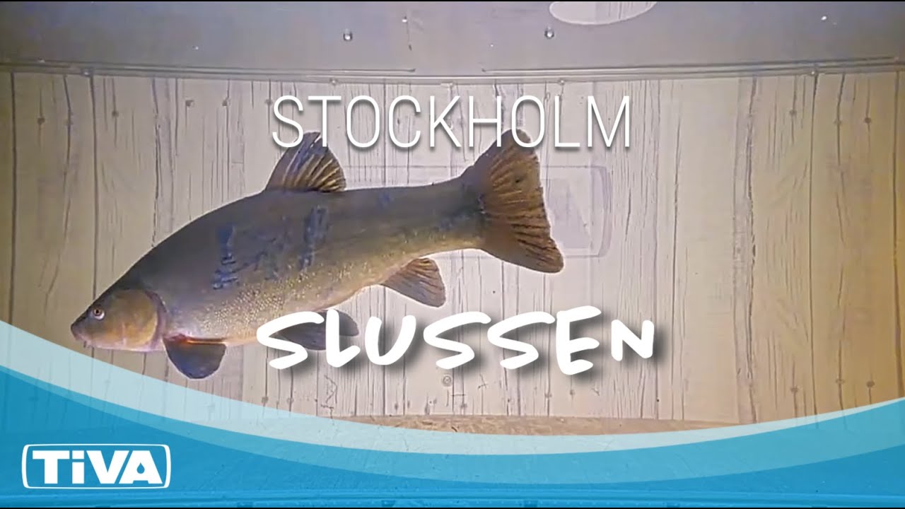 Fiskräknare i Slussen, Stockholm