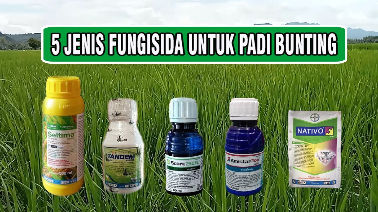 5 Jenis Fungisida Padi Bunting Yang Mengandung ZPT