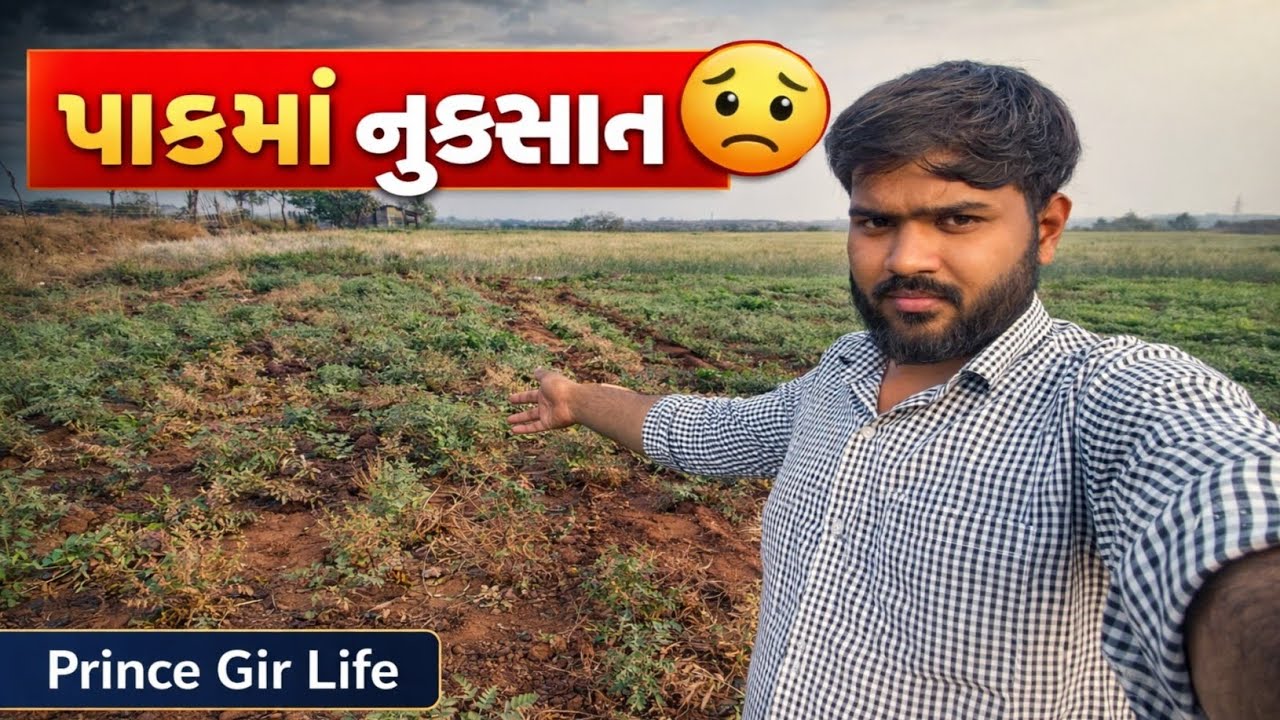 ચણા ના પાકની હાલત જોઈને દિલ દુખી ગયું 💔🌾|@Prince_Parmar_06 