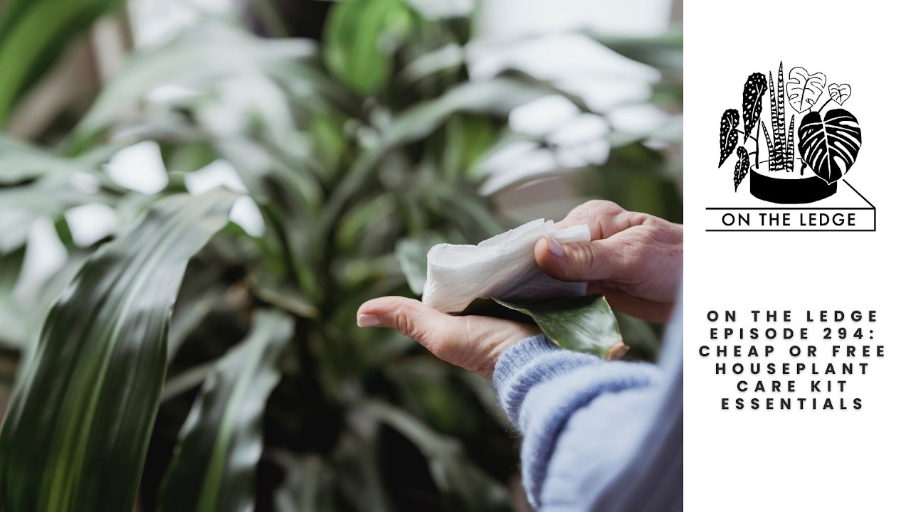 On The Ledge Episode 294: Cheap and free houseplant care kit essentials