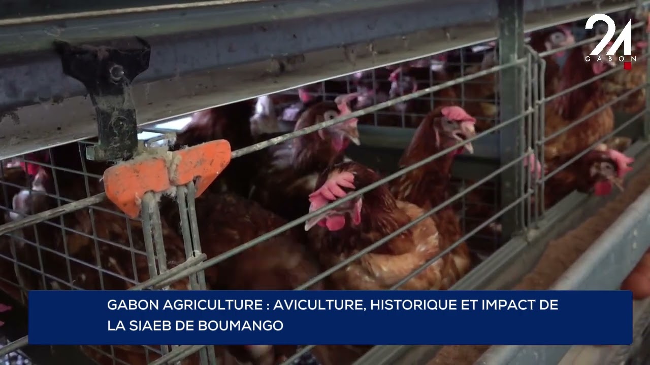 GABON AGRICULTURE : AVICULTURE, HISTORIQUE ET IMPACT DE LA SIAEB DE BOUMANGO.