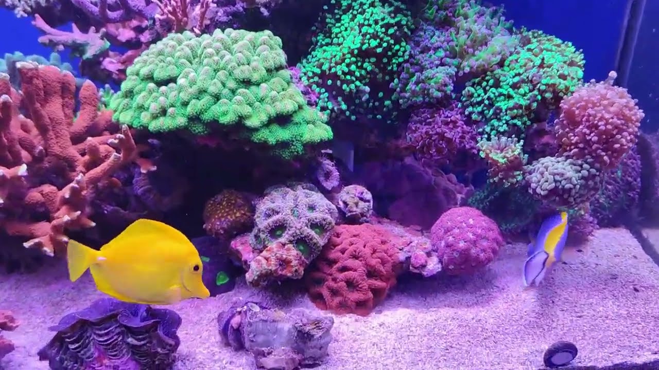 📌📌Pegar coral al cristal del acuario CON SEGURIDAD
