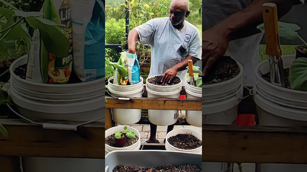 How To Grow Cabbage in a 5 Gallon Bucket