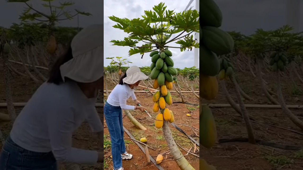 #shorts #agriculture #farming2024 #satisfying #machine #shot #EliteShortsUnleashed #5294