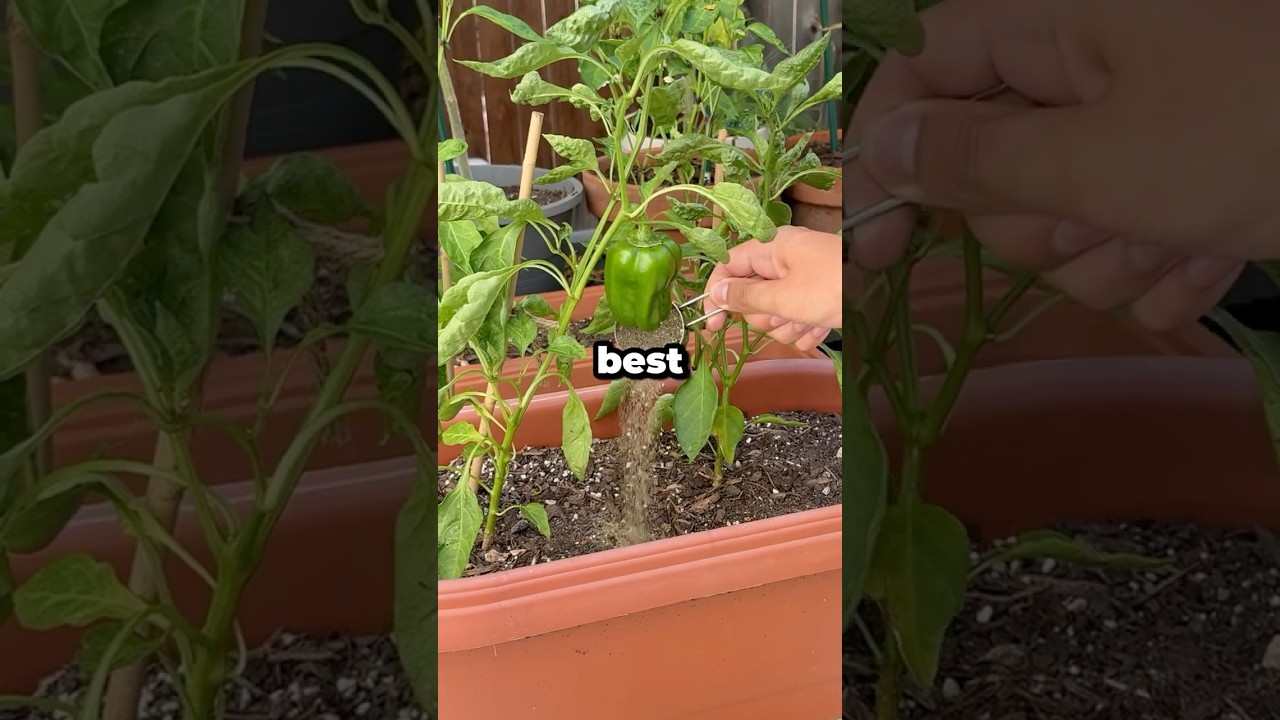 What&rsquo;s the Best Fertilizer for Pepper Plants? #shorts