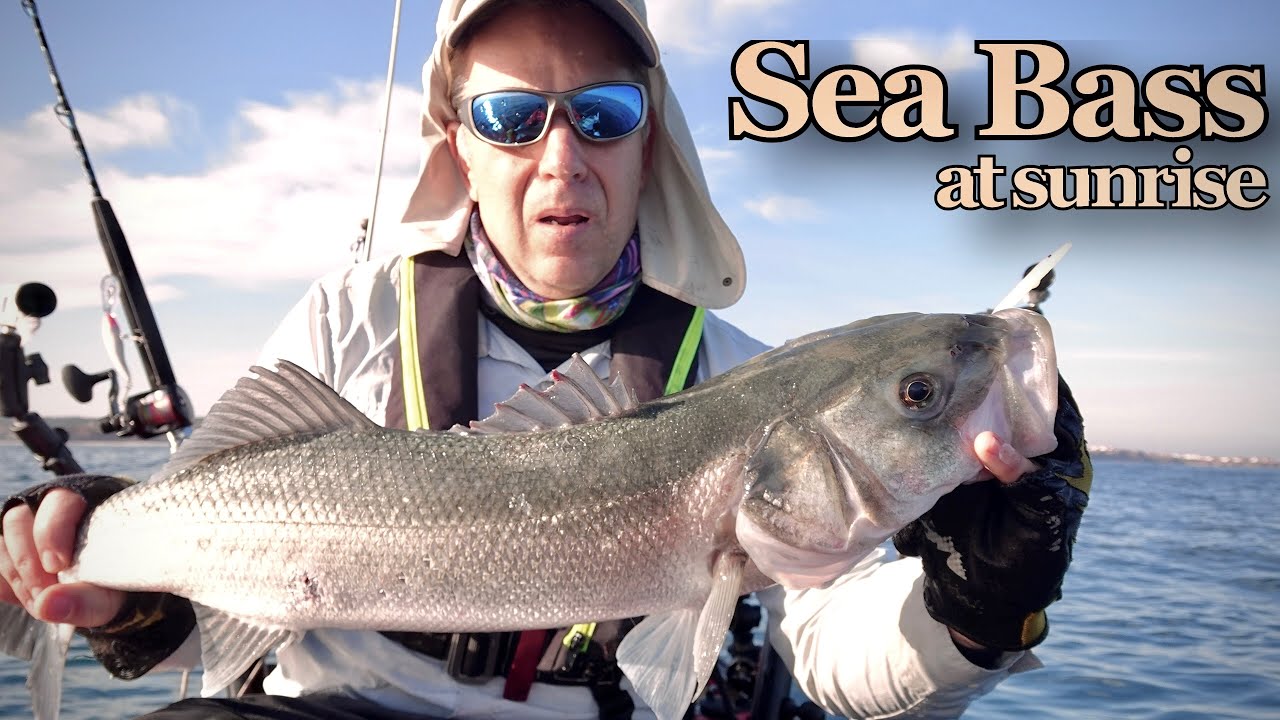 Sea bass  (Dicentrarchus labrax) at Sunrise  -  Trolling with lures