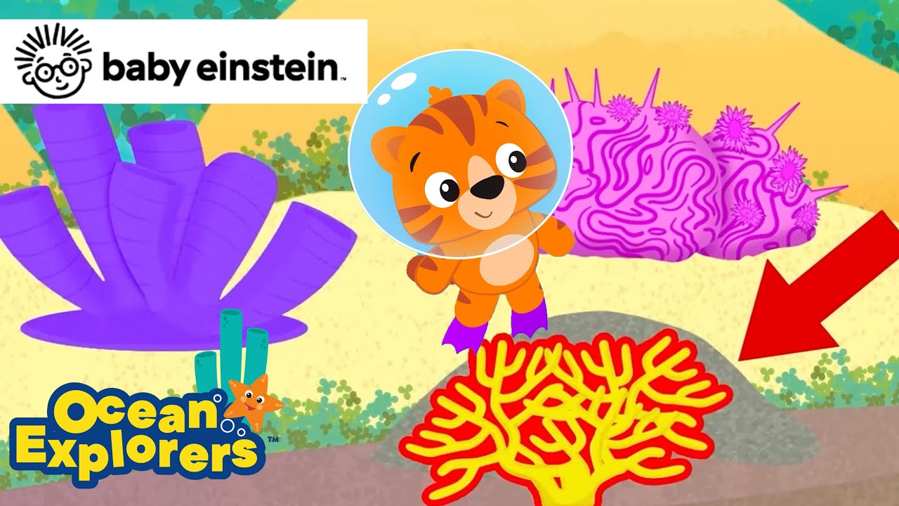 The Colors of Coral | Ocean Explorers Compilation | Baby Einstein | Kids Learning Cartoon