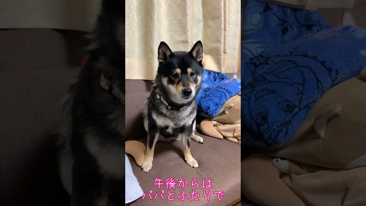 【黒柴 マロ】260102_今日のマロりん