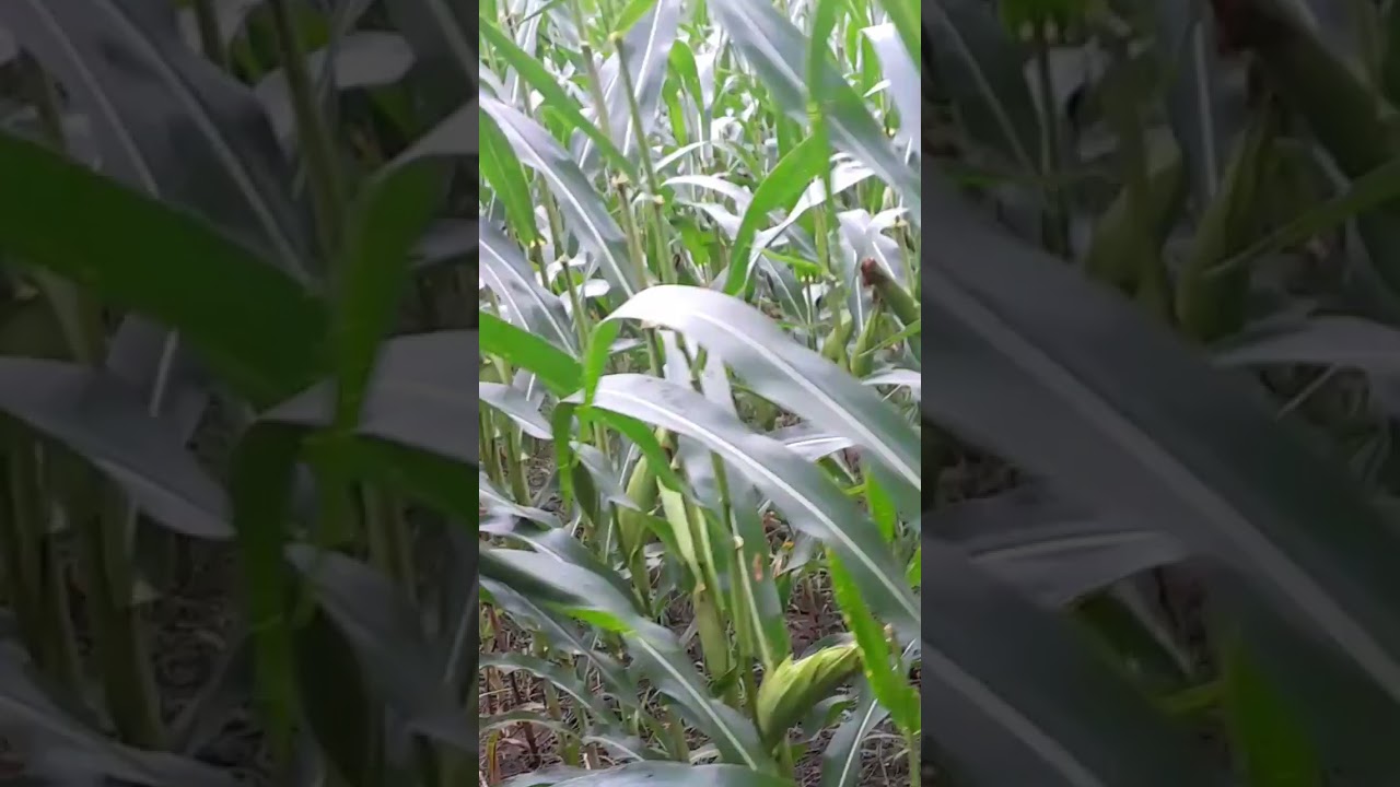 #usahamuda #jagung #petanimudamilenial