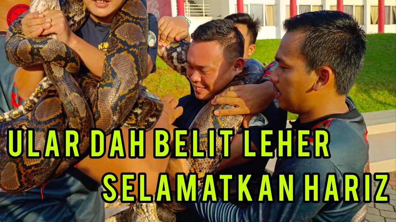 Hariz Jadi mangsa Belitan Ular Sawa 80kg  sehingga sesak nafas