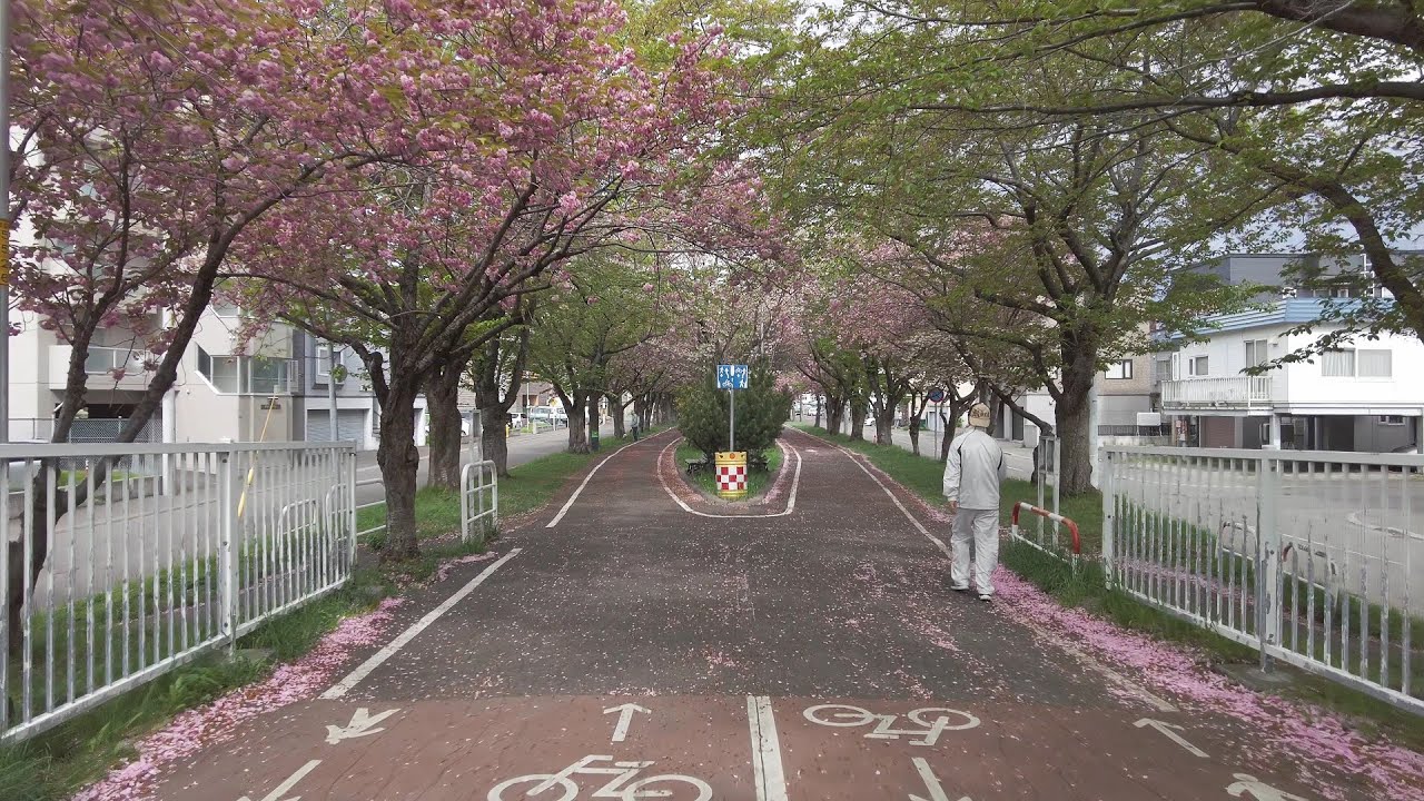 【4K】2022 日本 北海道 札幌 白石区 東札幌 白石こころーど 桜 散歩【Binaural Audio】