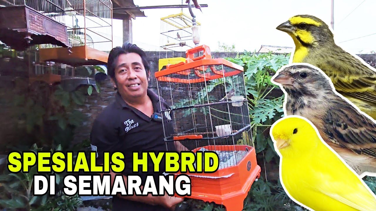 PEMAIN BESAR MENAGIS MELIHAT INI ‼️SEDERHANA TAPI HASIL NYA GILAKKKK