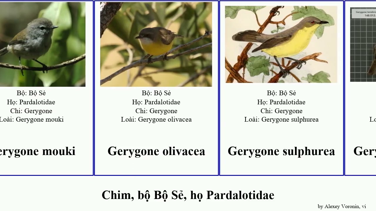 Chim, bộ Bộ Sẻ, họ Pardalotidae gerygone sericornis bird keri campestris pectoralis fusca humilis